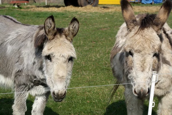 Donkeys — Stock Photo, Image