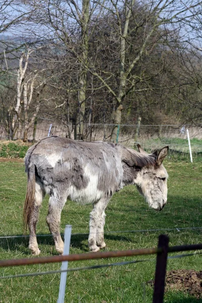 Burros. — Fotografia de Stock