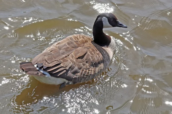 Ducks — Stock fotografie