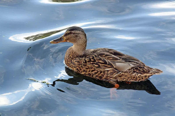 Eenden — Stockfoto