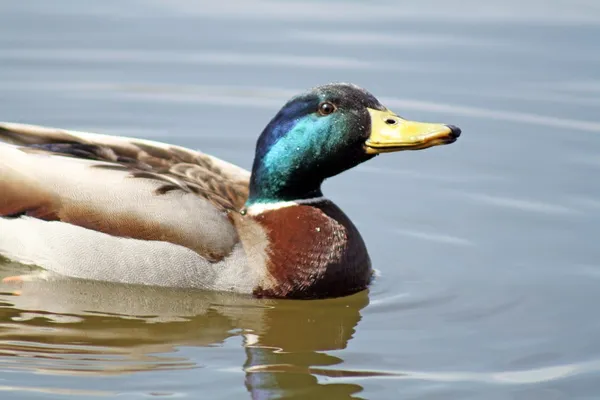 Enten — Stockfoto