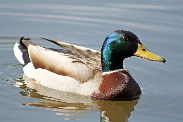 Enten — Stockfoto