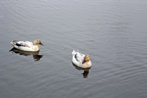 Ducks — Stock fotografie