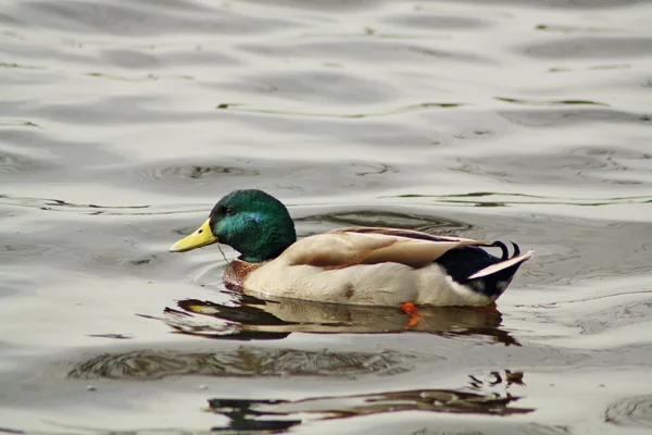 Enten — Stockfoto