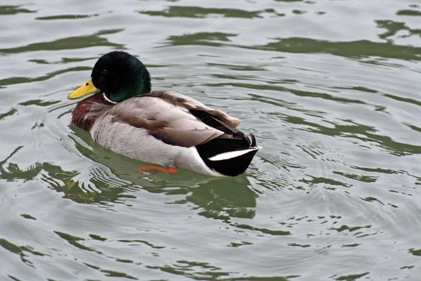 Enten — Stockfoto