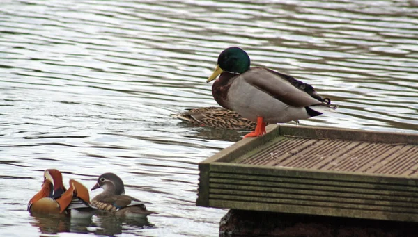 Ducks — Stock fotografie