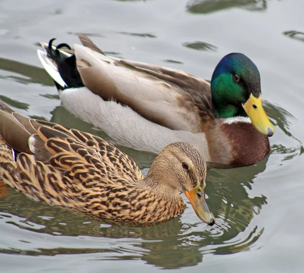 Ducks — Stock fotografie