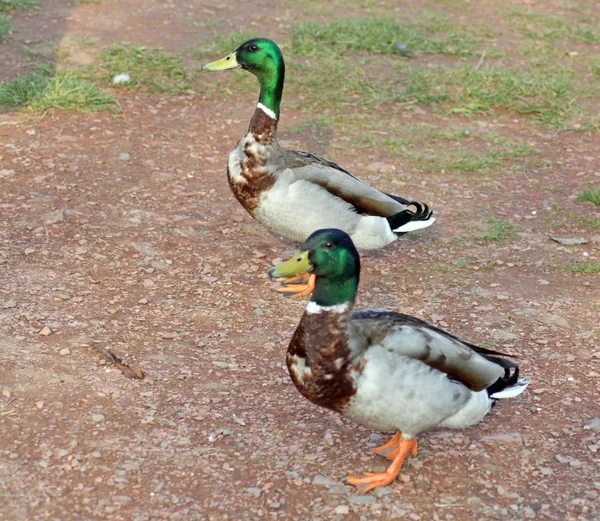 Ducks — Stock Photo, Image