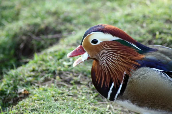 Patos — Fotografia de Stock