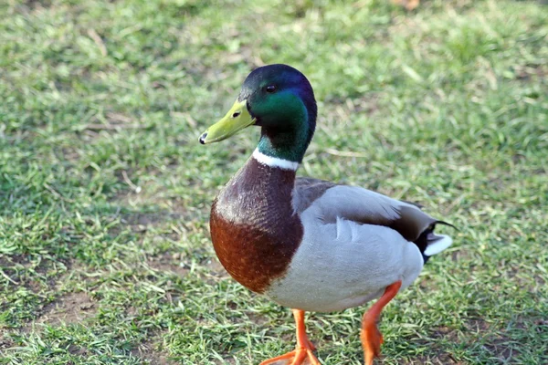 Enten — Stockfoto