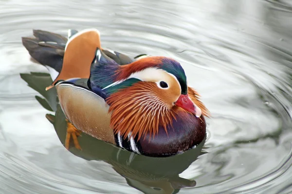 Patos. — Foto de Stock