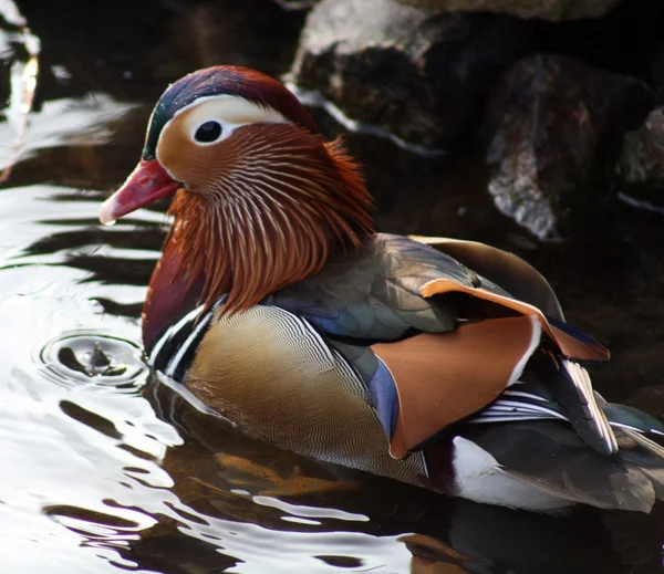 Patos. — Foto de Stock