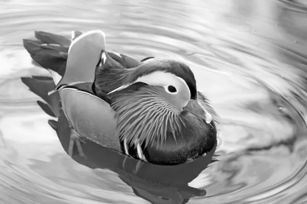 Patos — Fotografia de Stock