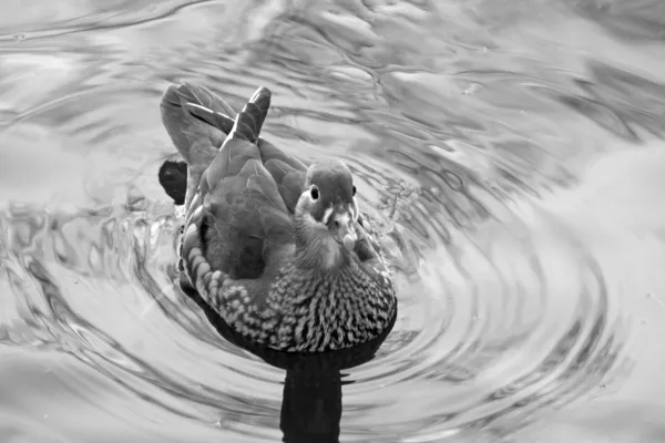 Patos — Fotografia de Stock