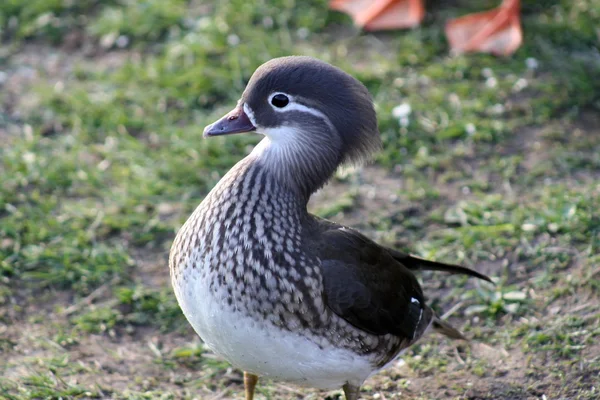 Patos — Fotografia de Stock