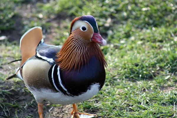 Patos. — Foto de Stock