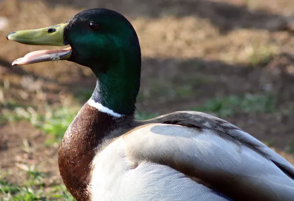 Patos — Fotografia de Stock