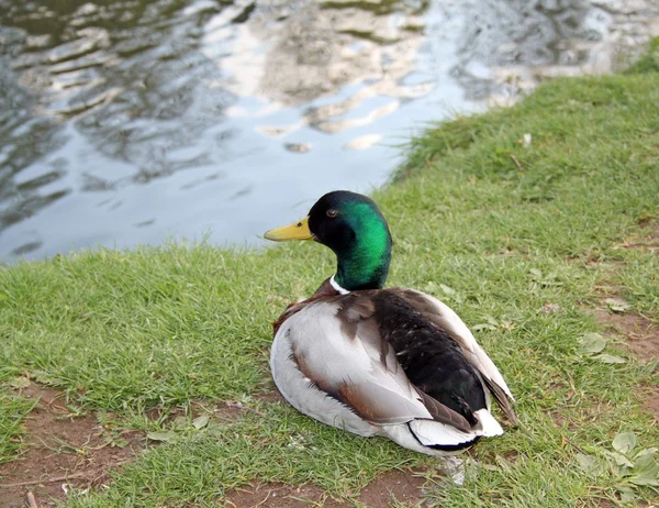 Enten — Stockfoto