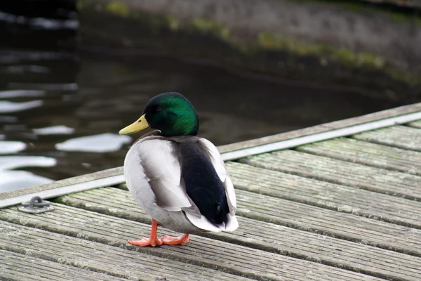 Eenden — Stockfoto