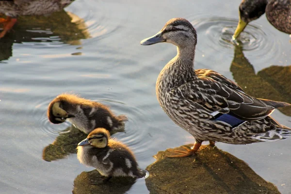 Enten — Stockfoto