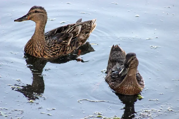 Ducks — Stock fotografie