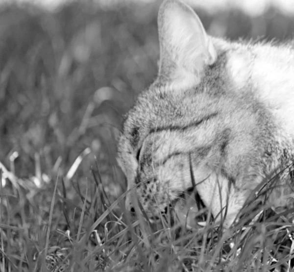 ぶち猫 — ストック写真