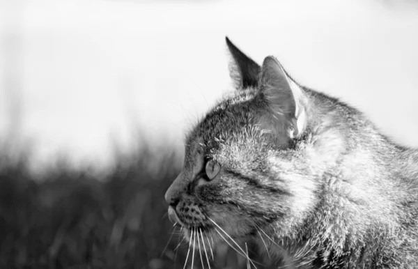 Γάτα Τάμπι — Φωτογραφία Αρχείου