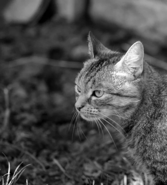 Γάτα Τάμπι — Φωτογραφία Αρχείου