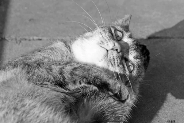 Gato de mesa — Fotografia de Stock