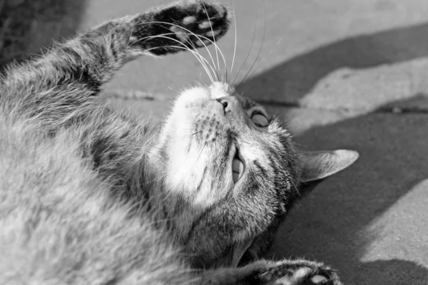 Gato de mesa — Fotografia de Stock