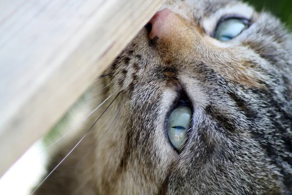 Gato de mesa — Fotografia de Stock