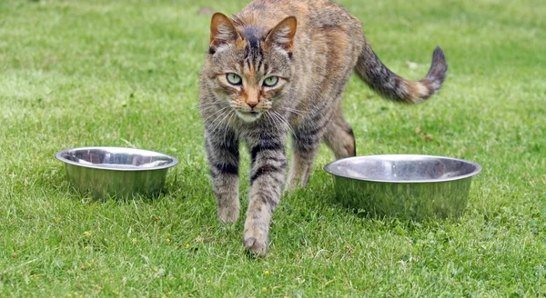 Gato de Tabby — Foto de Stock