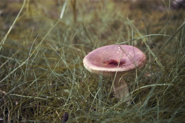 Svamp i gräs — Stockfoto