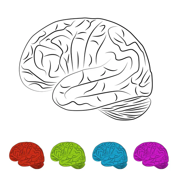 Иллюстрация мозга — стоковый вектор