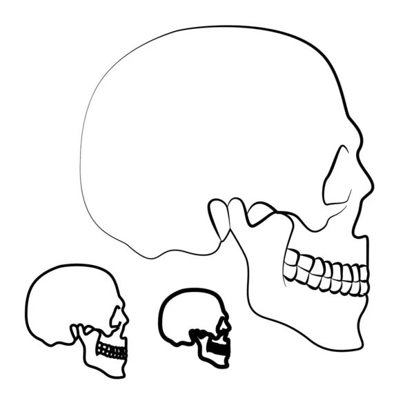 Skull illustration — Stock Vector