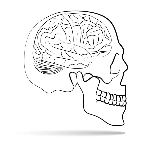 Schädel mit Gehirn — Stockvektor