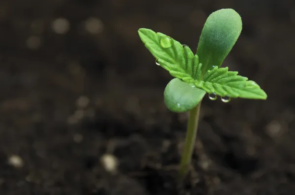 Marihuana aussäen — Stockfoto