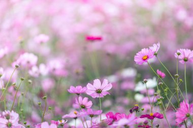 cosmos flowers field and copy space bright day