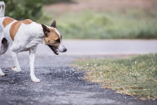 Taylandlı beyaz köpek yolun ortasında kahverengi bir yürüyüşle karışmış ve sadık bir hayvan gibi görünüyor. Popüler insanlar genelde....