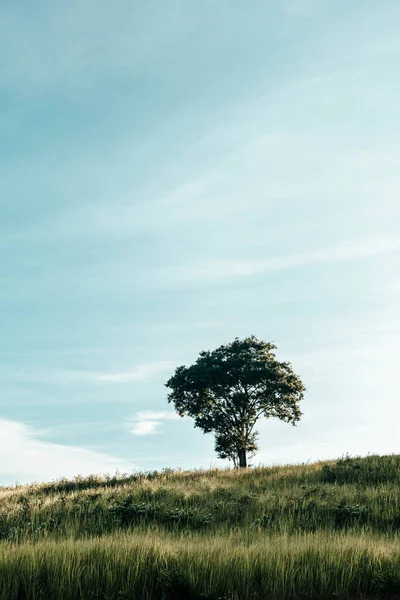 Дерево Холме Винтажное Небом Заднем Плане — стоковое фото