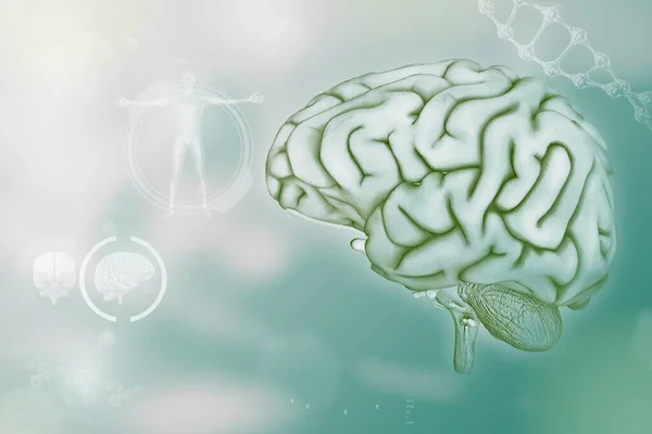 Ανθρώπινος Εγκέφαλος Έννοια Εργασίας Ανατομία Λεπτομερή Υφή Υπόβαθρο Υψηλής Τεχνολογίας — Φωτογραφία Αρχείου