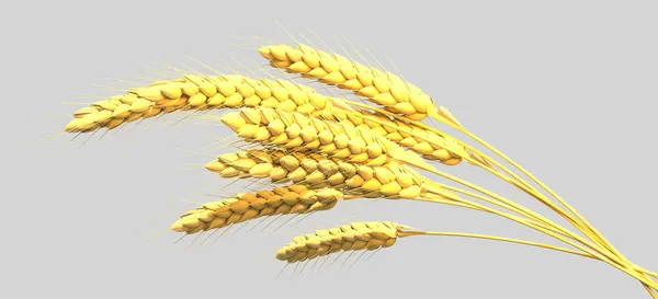 Золотистий Жито Або Пшеничний Сніп Урожай Ферми Ізольований Концептуальна Природа — стокове фото