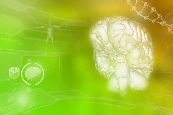 Medyczna Ilustracja Ludzki Mózg Koncepcja Badań Fizjologicznych Bardzo Szczegółowa Faktura — Zdjęcie stockowe