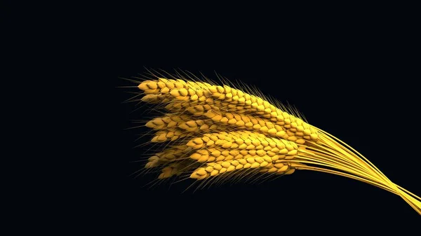 Zlatý Žito Nebo Pšenice Parta Venkovský Výnos Izolované Příroda Ilustrace — Stock fotografie