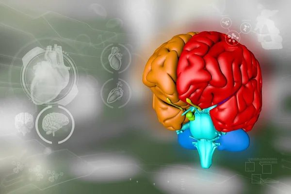 Medyczna Ilustracja Ludzki Mózg Koncepcja Badań Mądrości Bardzo Szczegółowe Elektroniczne — Zdjęcie stockowe