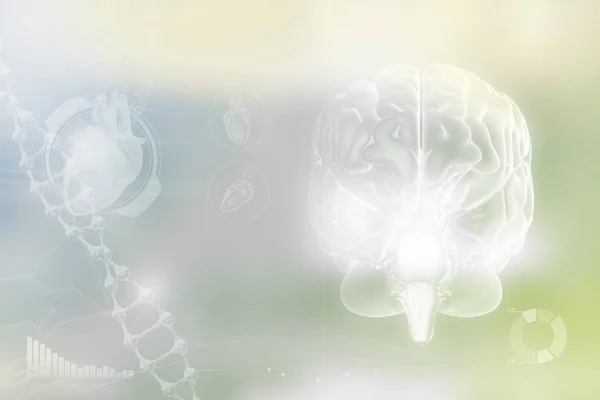 Medyczna Ilustracja Ludzki Mózg Koncepcja Badania Nad Alzheimerem Szczegółowa Nowoczesna — Zdjęcie stockowe