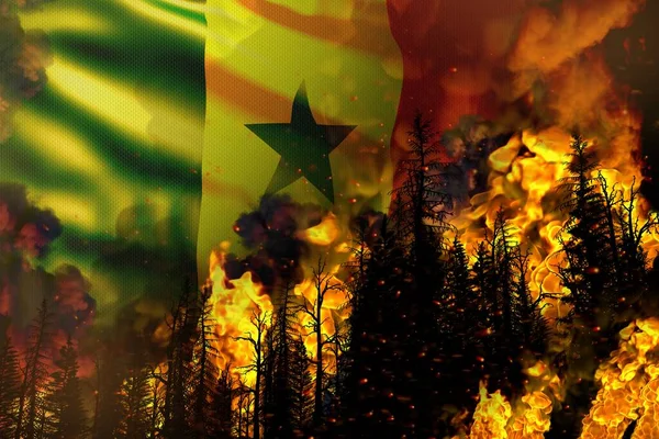 Büyük Orman Yangını Kavramı Doğal Afet Senegal Bayraklarında Ağır Ateş — Stok fotoğraf