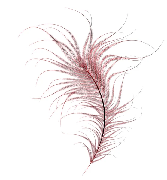 Красное перо страуса — стоковый вектор