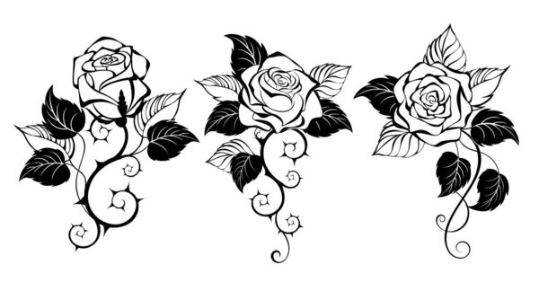 Three, artistically drawn, contour, black, prickly, blooming roses with black leaves on white background. Design with rose. Gothic style.