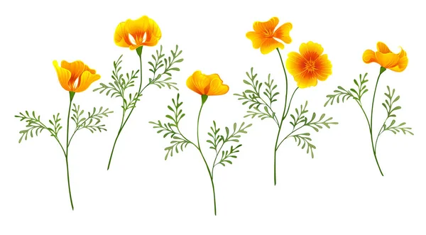 Set Med Gula Gyllene Blommor Kalifornien Vallmo Vit Isolerad Bakgrund — Stock vektor